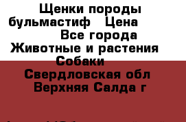 Щенки породы бульмастиф › Цена ­ 25 000 - Все города Животные и растения » Собаки   . Свердловская обл.,Верхняя Салда г.